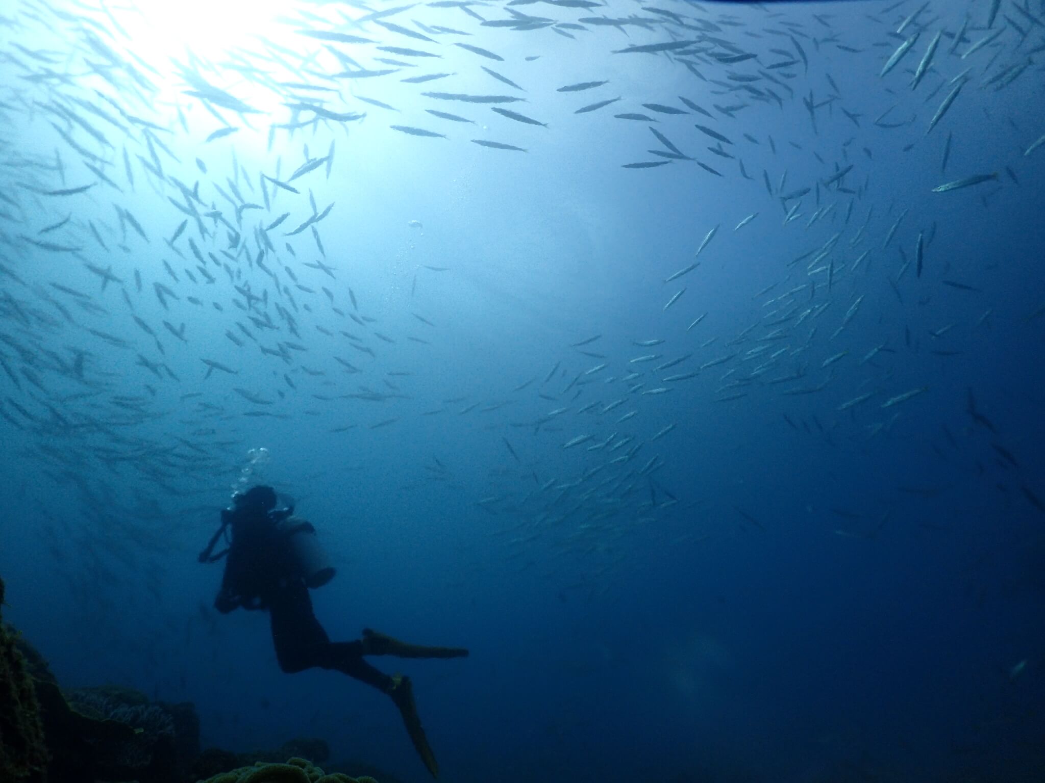 沖繩潛水 日本潛水 青之洞 okinawa diving