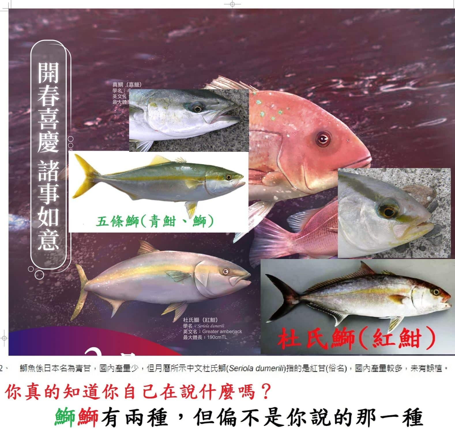 漁業署月曆上的魚類辨識失誤