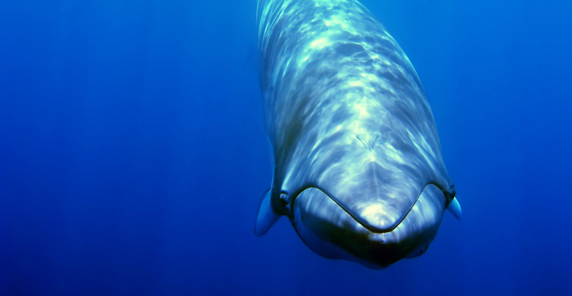 澳洲 小鬚鯨
