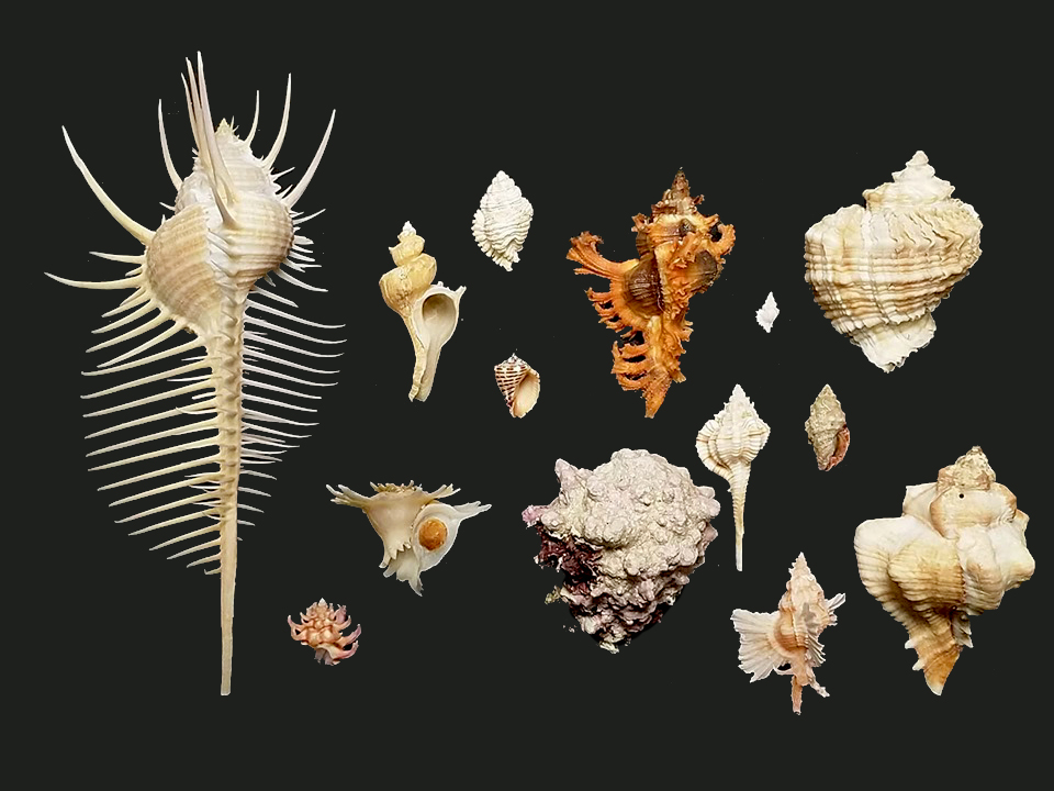 貝殼圖鑑-辨識-海邊的貝殼-認識-貝殼-辨識-海洋大學