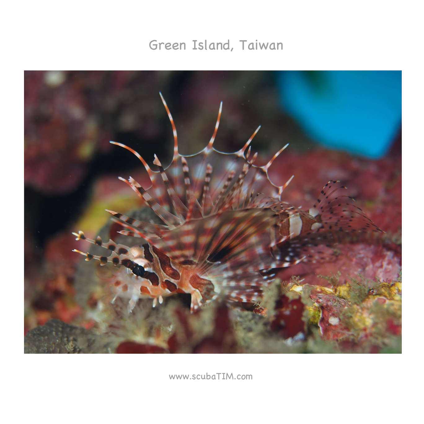 台灣綠島國際潛水攝影