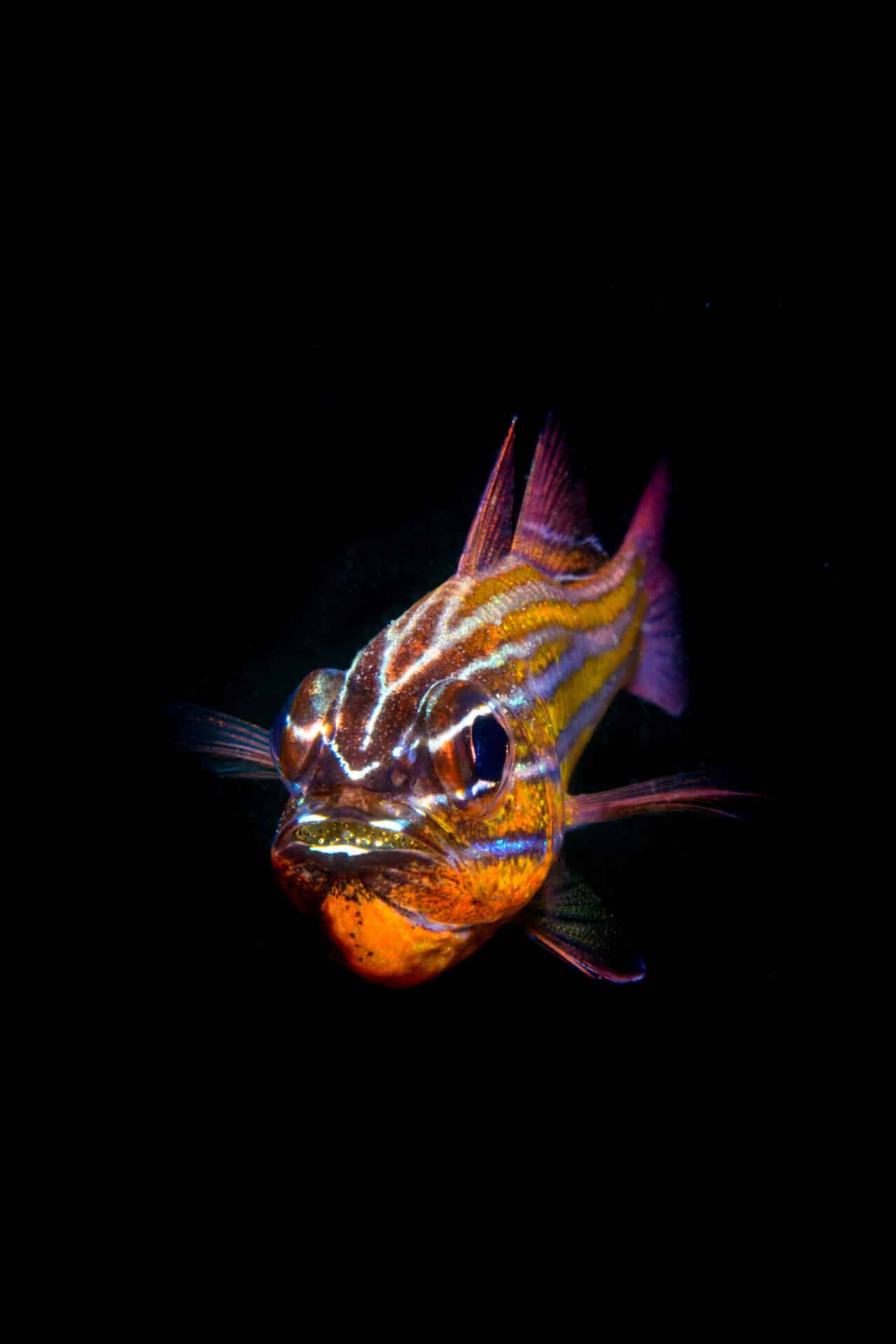 Ostorhinchus Properuptus Whitley 1964 黃帶鸚天竺鯛southern Orange Lined Cardinal Fish キンセンイシモチ 金線石持 Date 19 07 05 13 12 Location 5k 東北角 台灣深度15 9米水溫25度 Bluetrend 藍色脈動