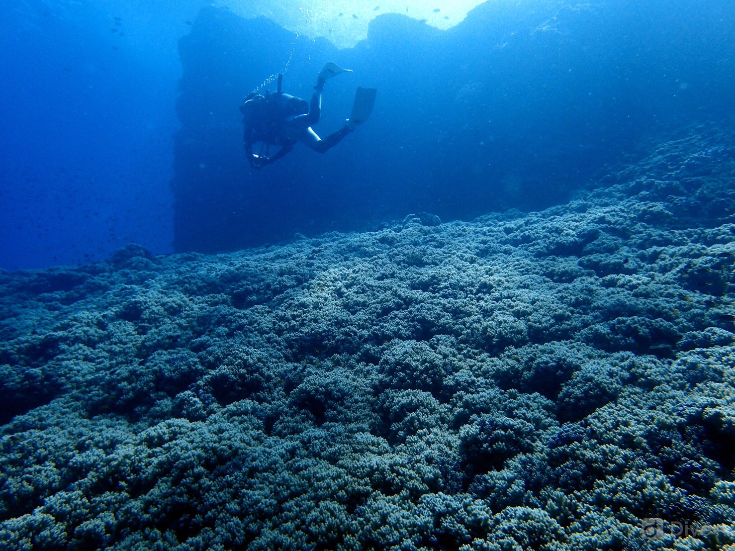 沖繩潛水-青洞-慶良間潛水-購物-沖繩旅遊-mic21