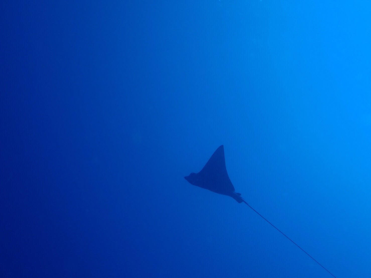 沖繩潛水-青洞-慶良間潛水-購物-沖繩旅遊-mic21