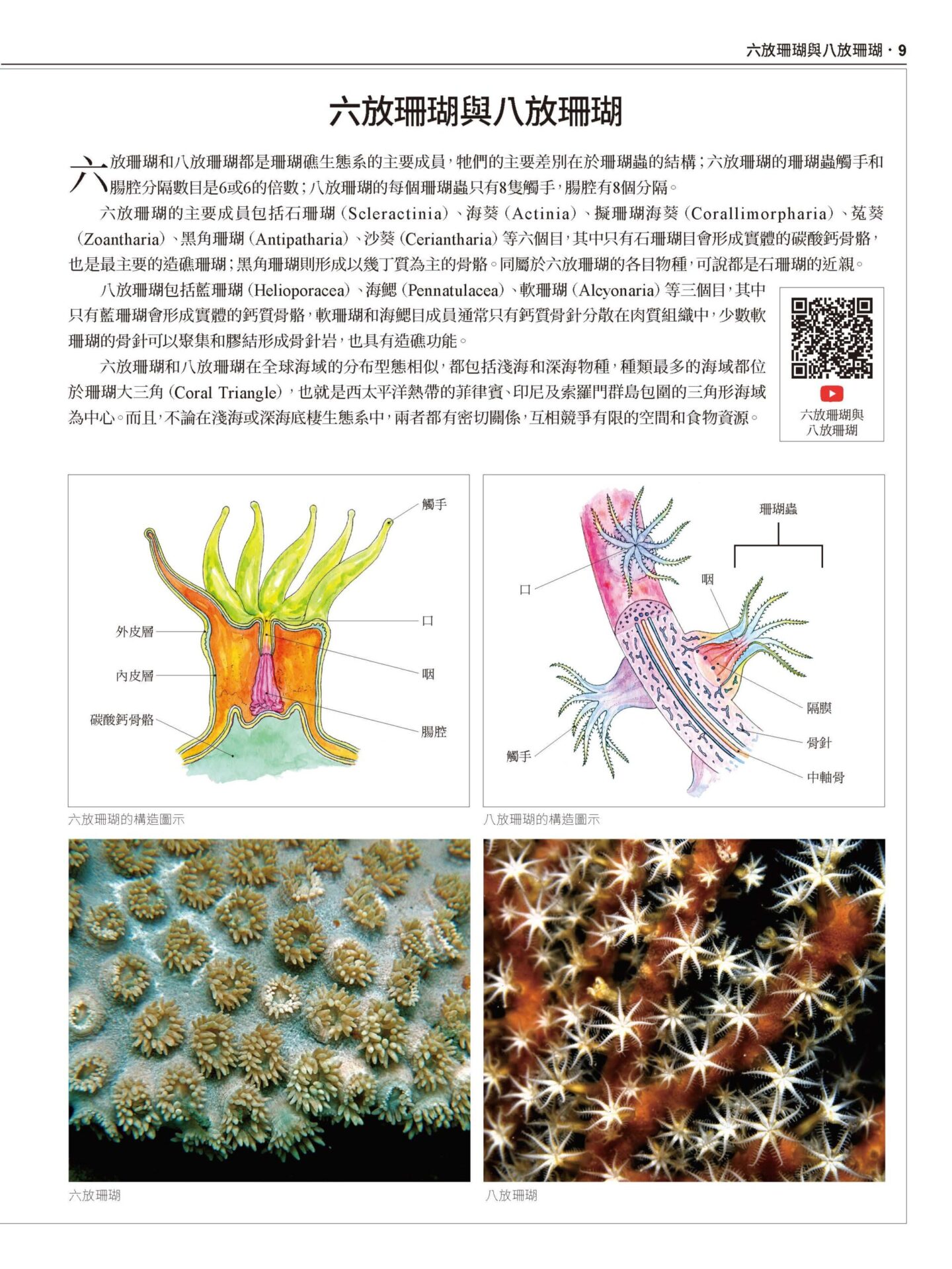 2020 珊瑚圖鑑 上冊 無導表大檔 頁面 009 scaled 【認識珊瑚，1 本就搞定】台灣珊瑚圖鑑（上）：石珊瑚