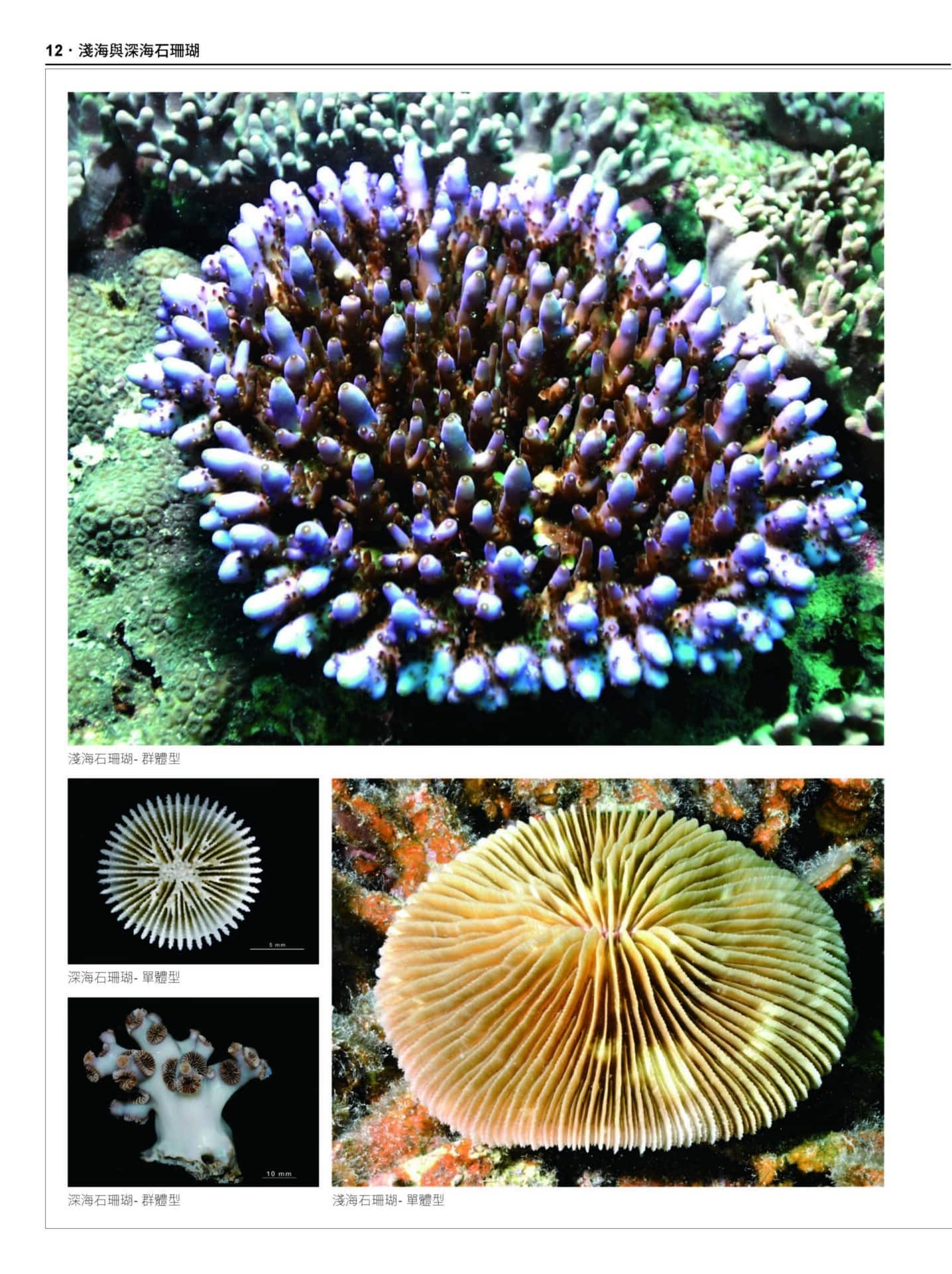 2020 珊瑚圖鑑 上冊 無導表大檔 頁面 012 scaled 【認識珊瑚，1 本就搞定】台灣珊瑚圖鑑（上）：石珊瑚
