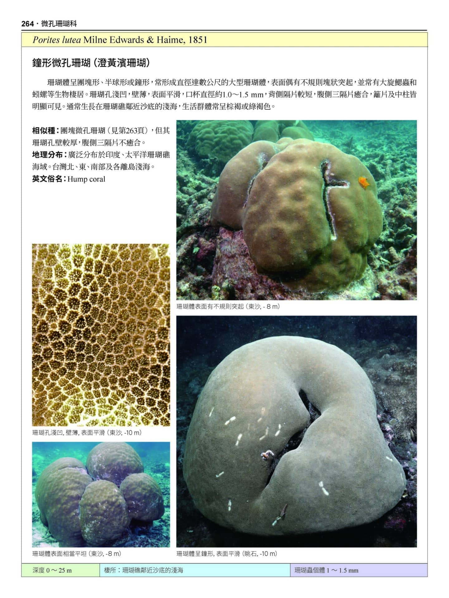 2020 珊瑚圖鑑 上冊 無導表大檔 頁面 264 scaled 【認識珊瑚，1 本就搞定】台灣珊瑚圖鑑（上）：石珊瑚