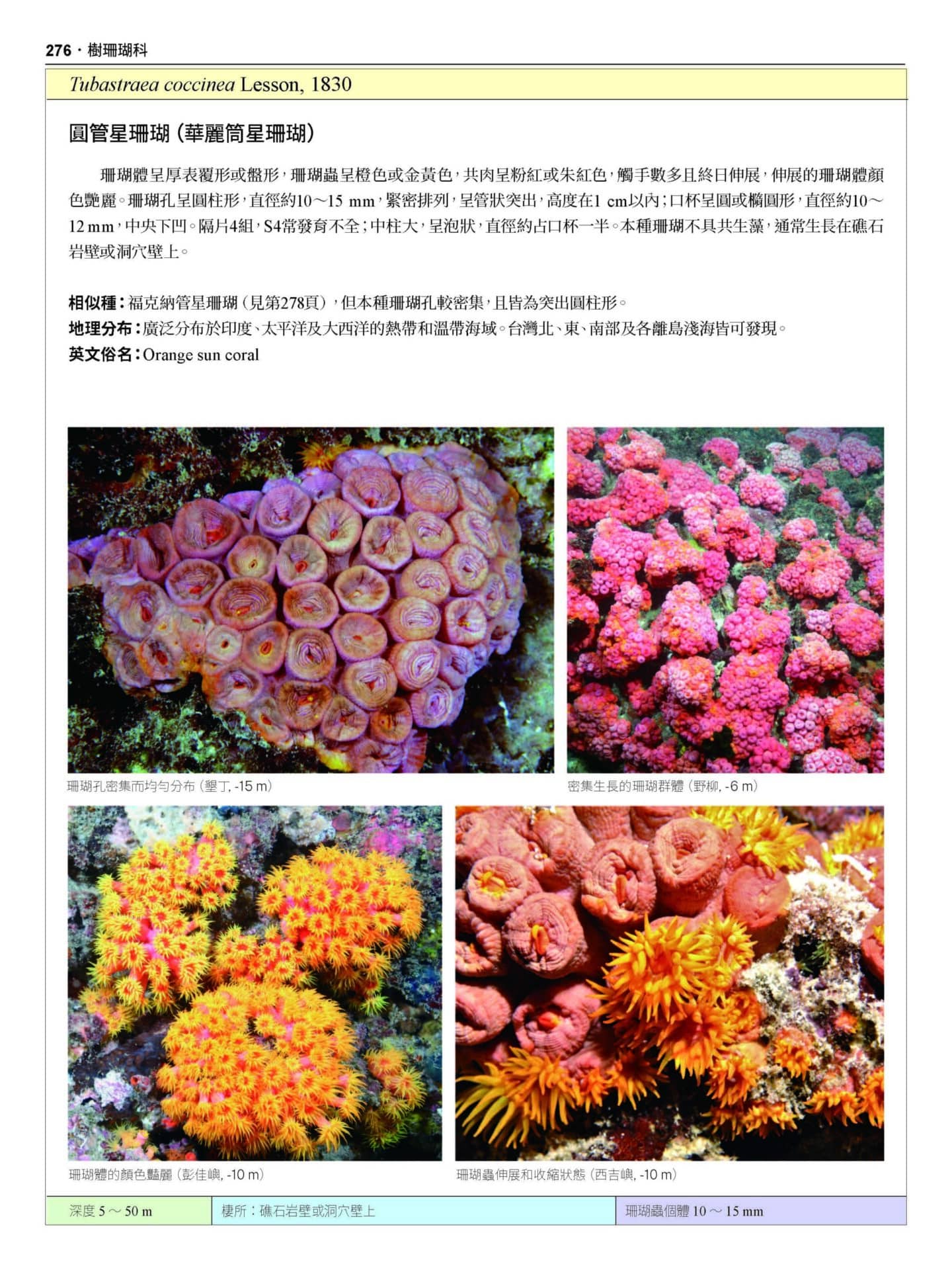 2020 珊瑚圖鑑 上冊 無導表大檔 頁面 276 scaled 【認識珊瑚，1 本就搞定】台灣珊瑚圖鑑（上）：石珊瑚