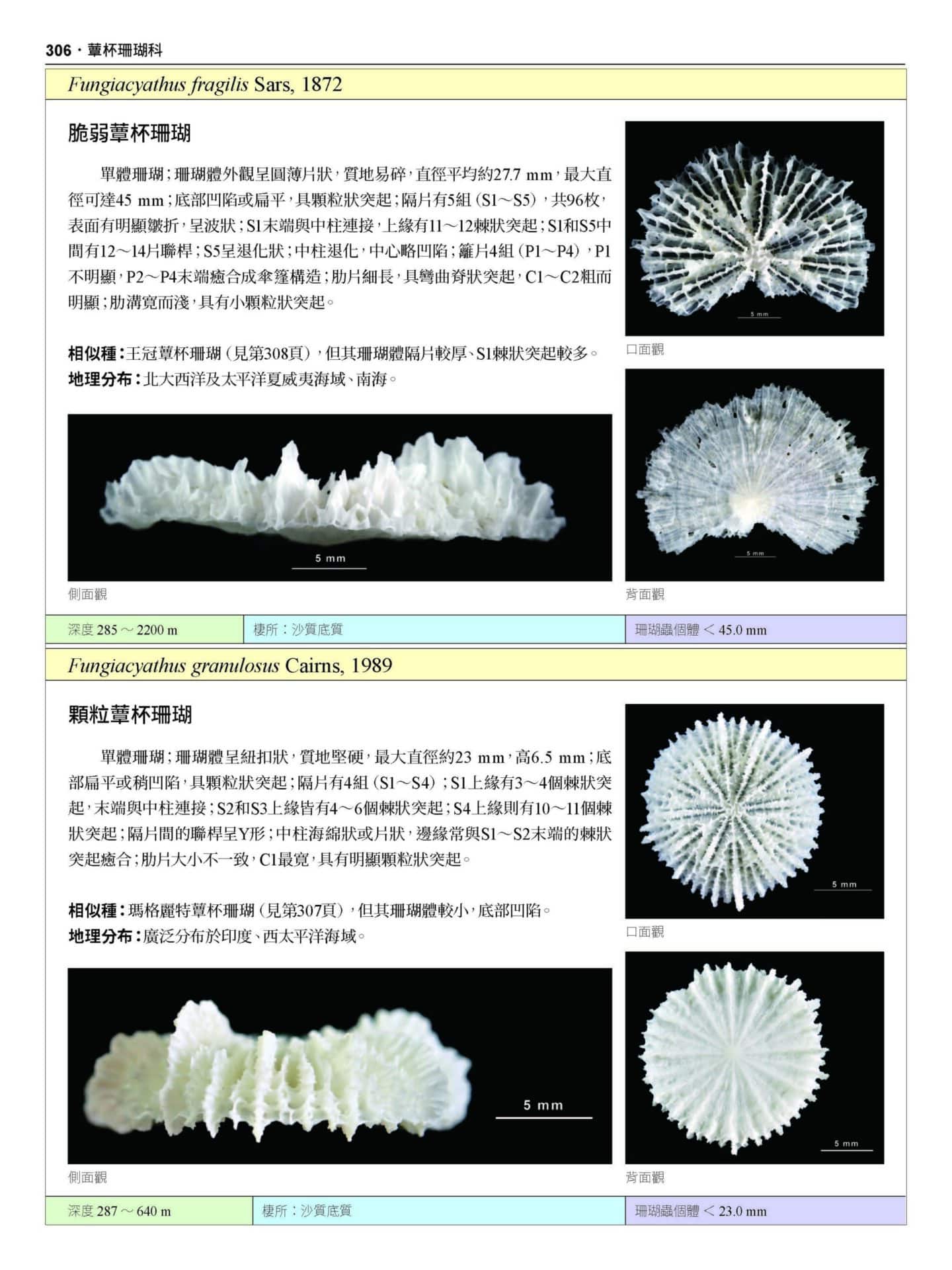 2020 珊瑚圖鑑 上冊 無導表大檔 頁面 306 scaled 【認識珊瑚，1 本就搞定】台灣珊瑚圖鑑（上）：石珊瑚