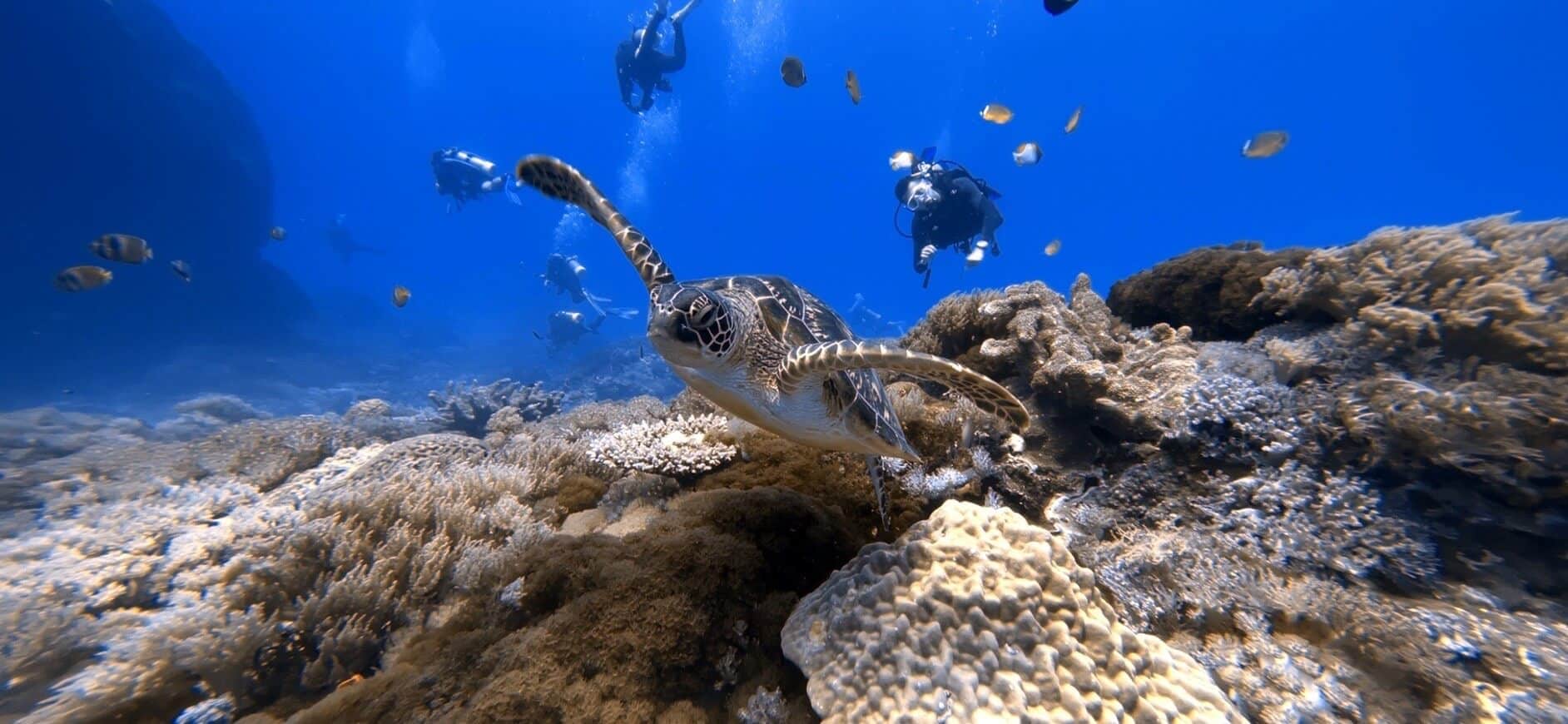 海龜在綠島大香菇潛水