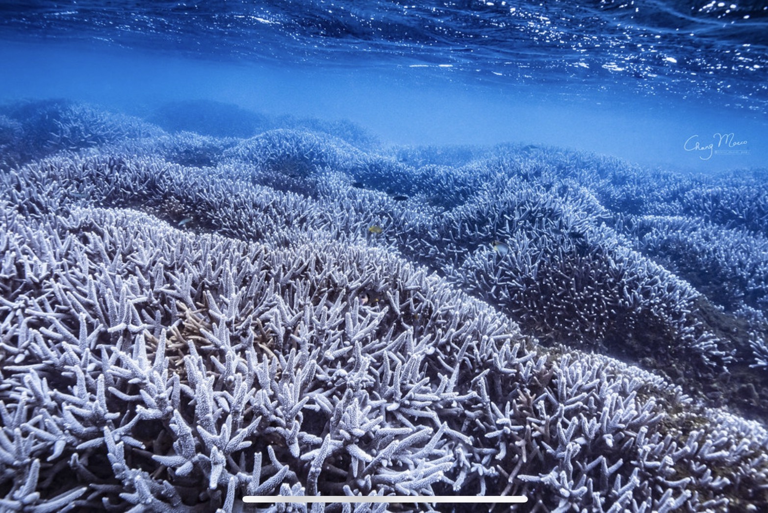 S 112084178 從澳洲Reef Check、Coral Watch看見台灣海洋公民科學家的機會