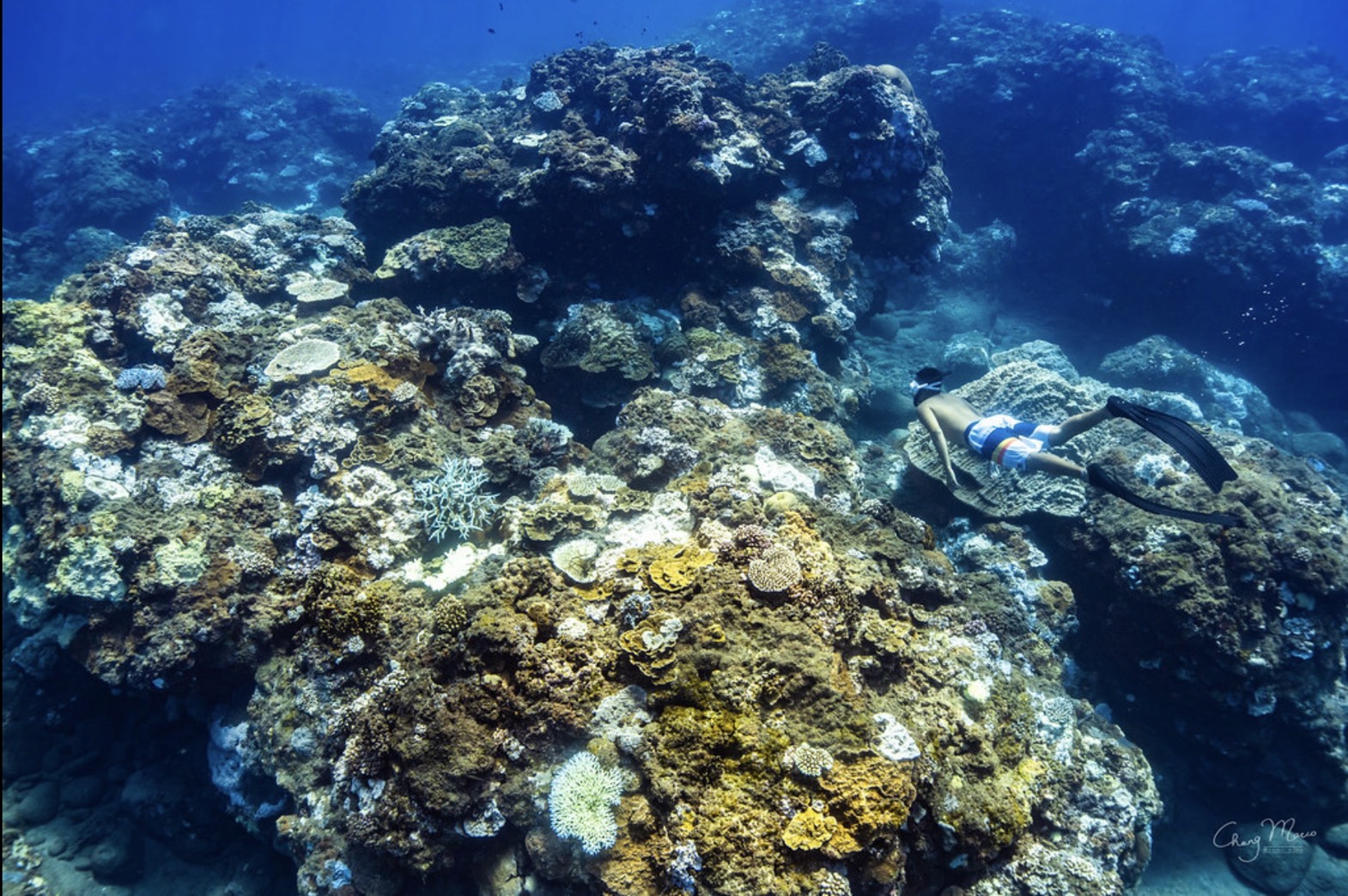 S 112084179 從澳洲Reef Check、Coral Watch看見台灣海洋公民科學家的機會