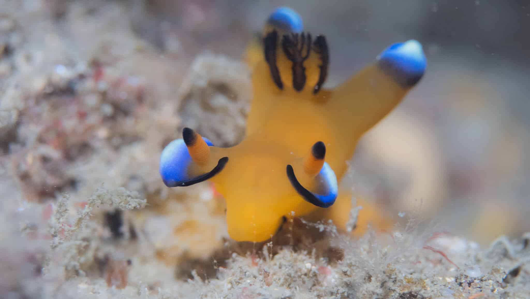 海洋博物誌 太平洋角鞘海蛞蝓 皮卡丘