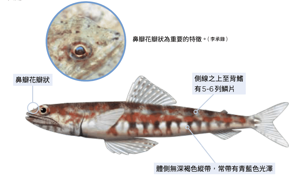 海洋博物誌 狗母魚