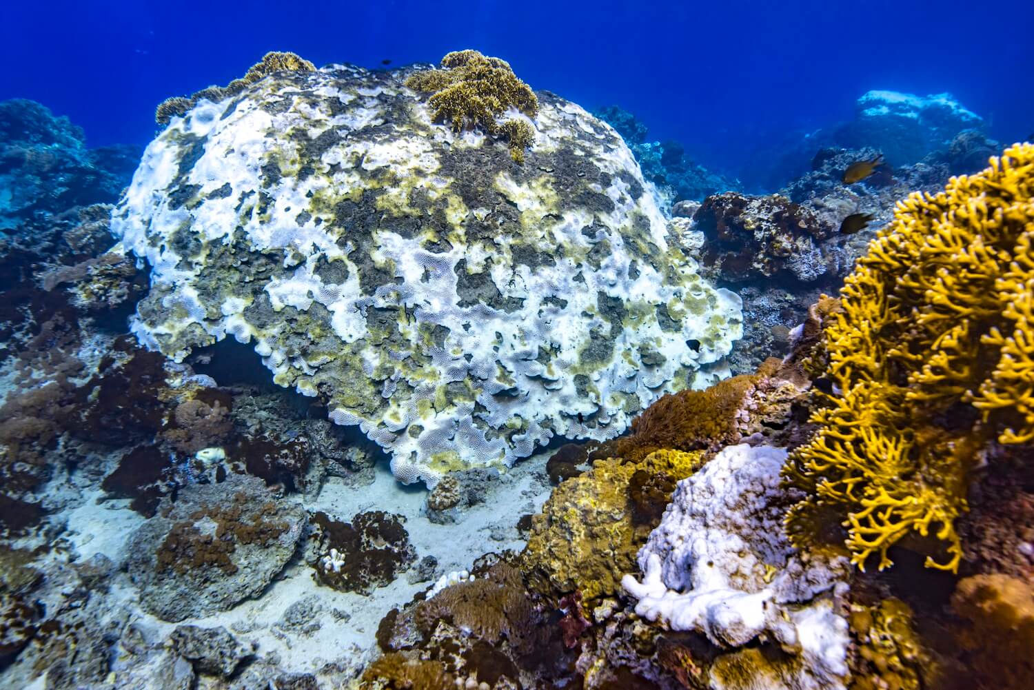台灣綠島石朗棘杯珊瑚2020年珊瑚白化