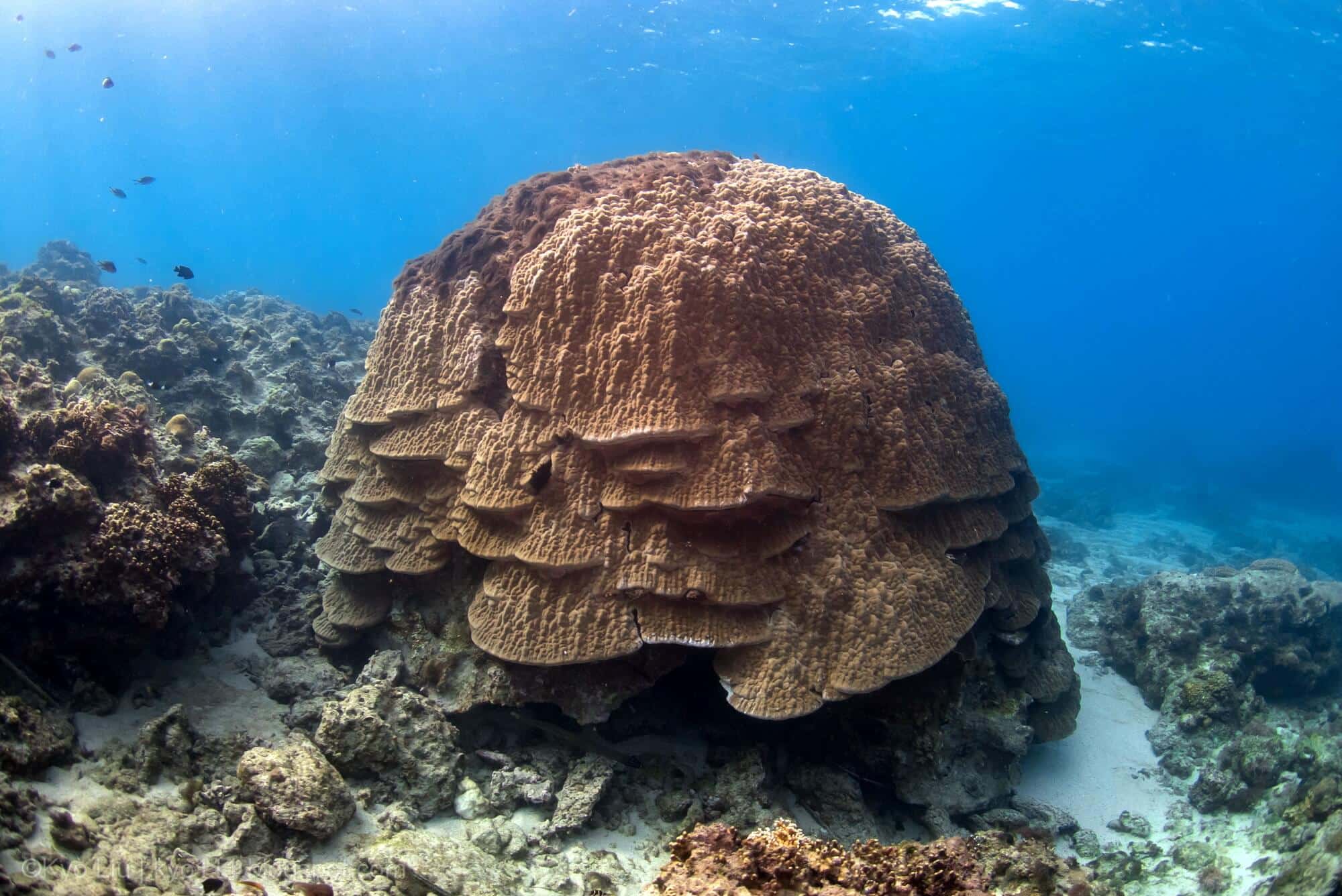 小琉球珊瑚