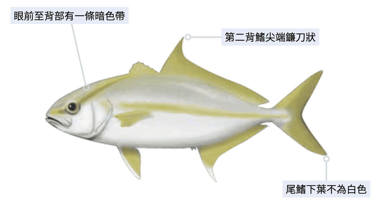 長鰭鰤 海洋博物誌-北台灣篇