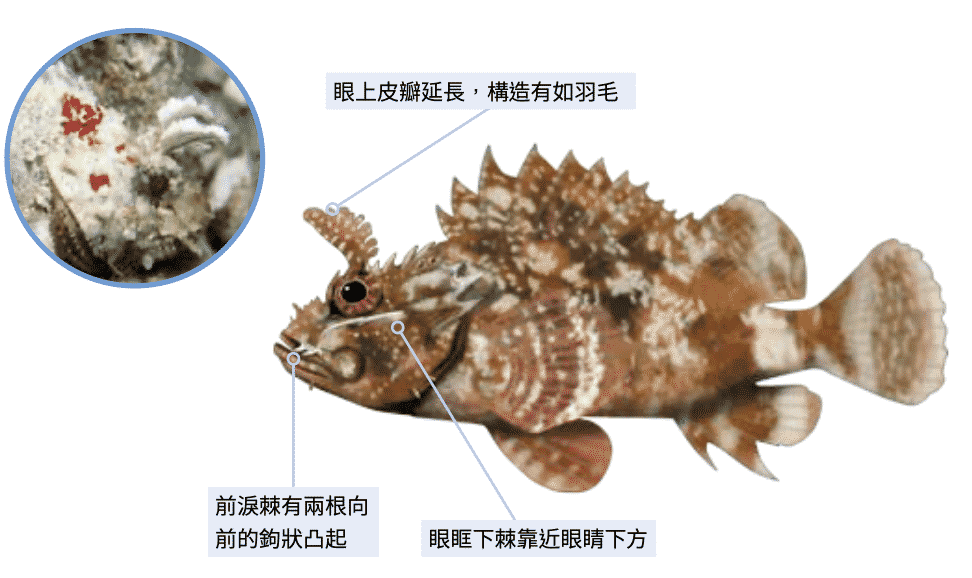 莫三比克圓擬鮋 海洋博物誌-北台灣篇
