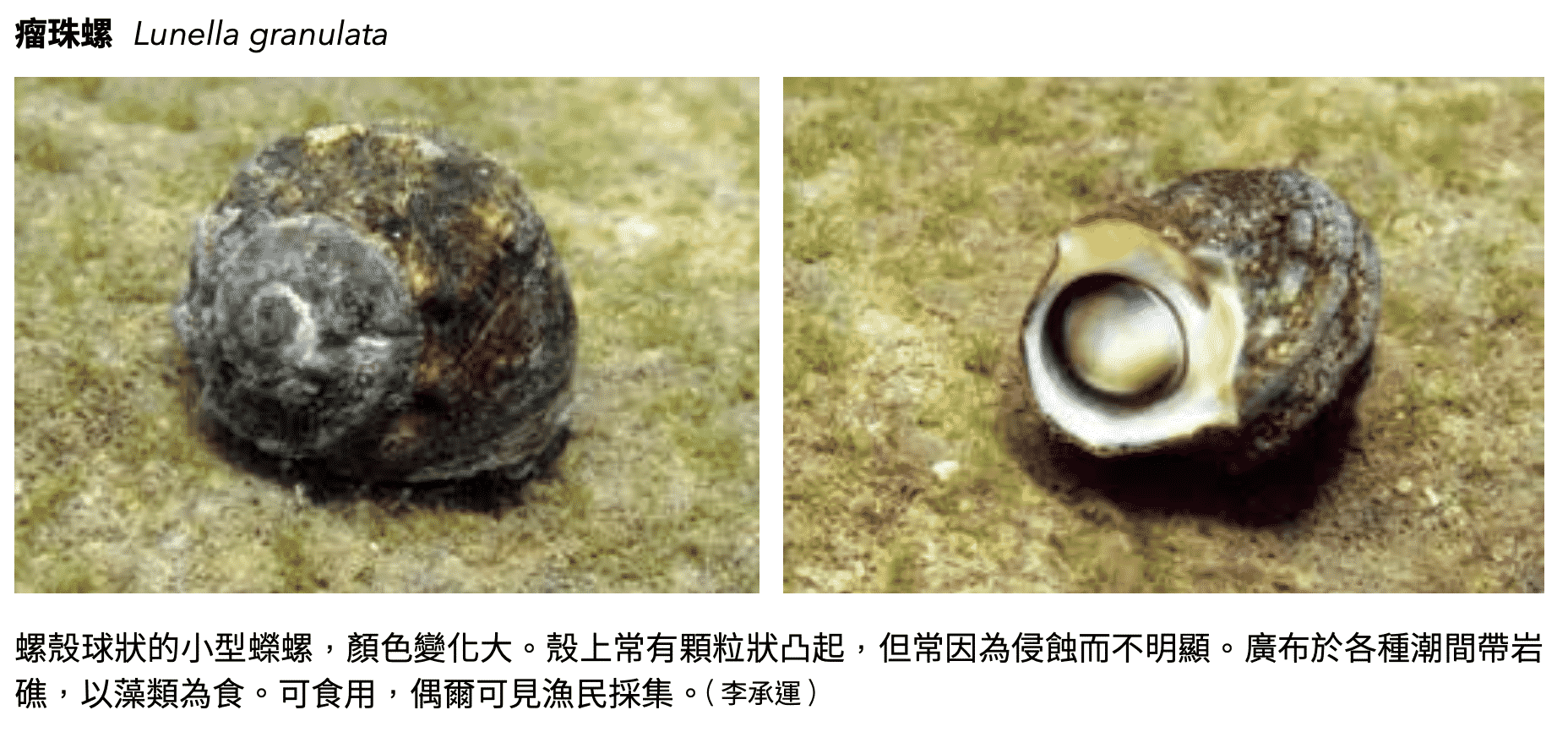 螺貝殼，海洋博物誌-北台灣篇 P:184
