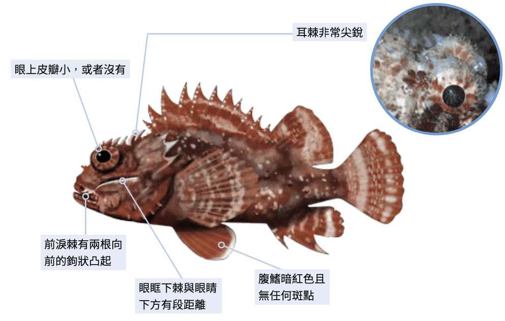 金圓擬鮋 海洋博物誌-北台灣篇