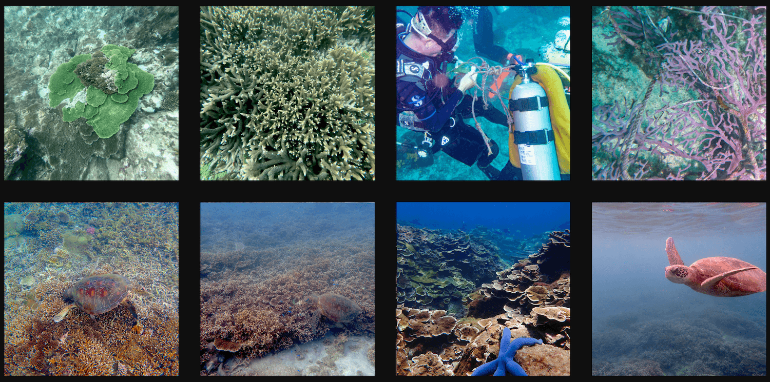 2021菊島海漾比賽投稿 投稿作品-2021菊島海漾水下攝影比賽