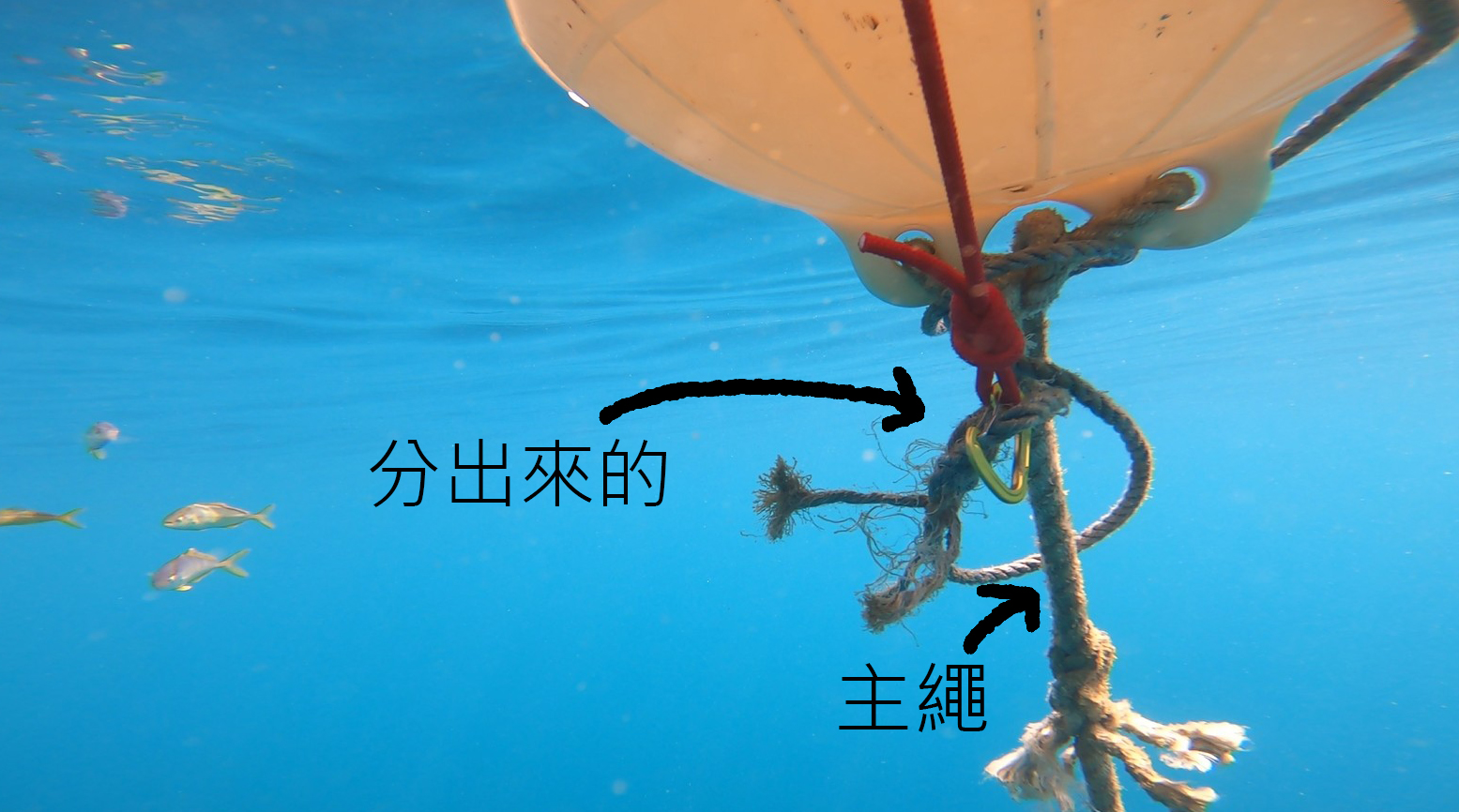 自由潛水 固定式浮球