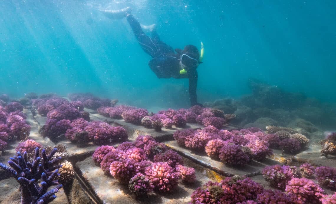 澎湖種苗場珊瑚復育4 用珊瑚妝點菊島海漾，你也可以是「珊瑚花藝師」-海洋保育之珊瑚復育體驗行程