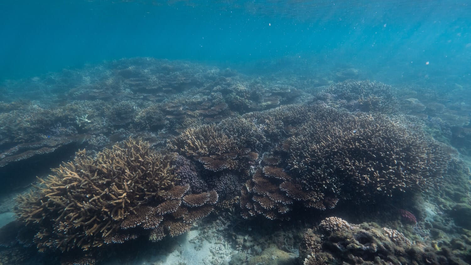 澎湖種苗場珊瑚復育6 用珊瑚妝點菊島海漾，你也可以是「珊瑚花藝師」-海洋保育之珊瑚復育體驗行程