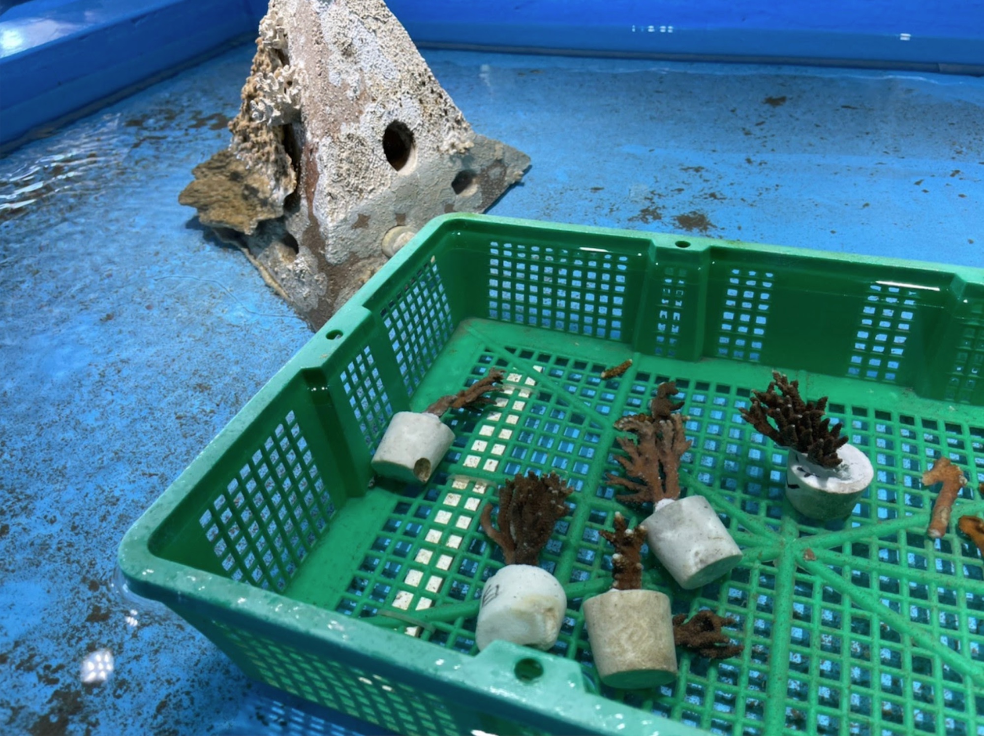 澎湖種苗產 珊瑚復育3