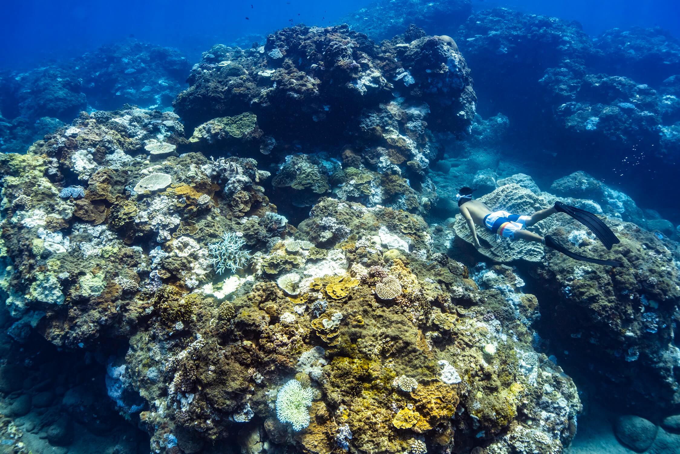 DSC5942 澎湖-珊瑚礁保育及復育講座