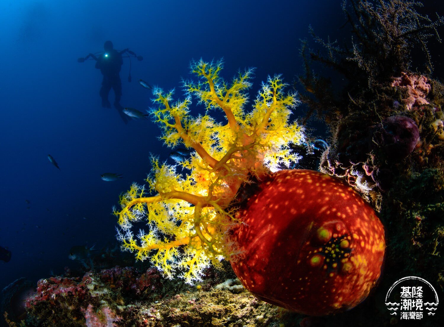 B11 2 2022 基隆潮境資源保育區 海洋公民科學家生物資料庫
