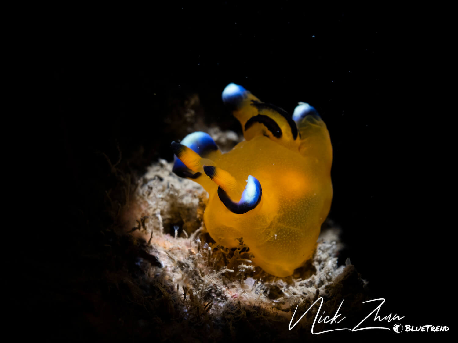 太平洋多角海蛞蝓-潮境公園