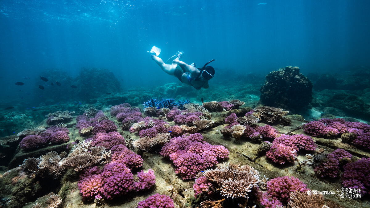 DSC01024 放慢腳步，來1場別開生面的澎湖珊瑚復育生態之旅