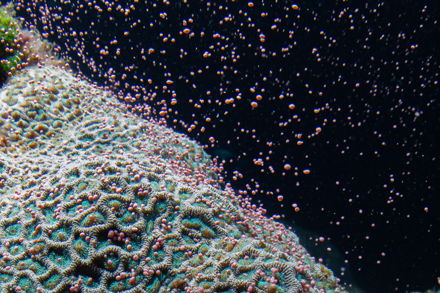 菊角星珊瑚產卵