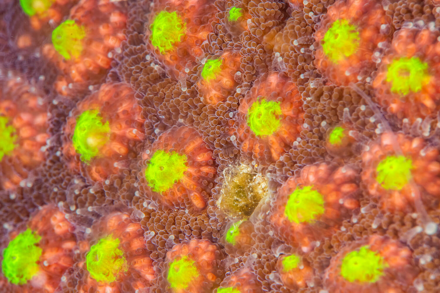 特徵都看不出來，感覺珊瑚空很小，推測是Cyphastrea sp 細星珊瑚