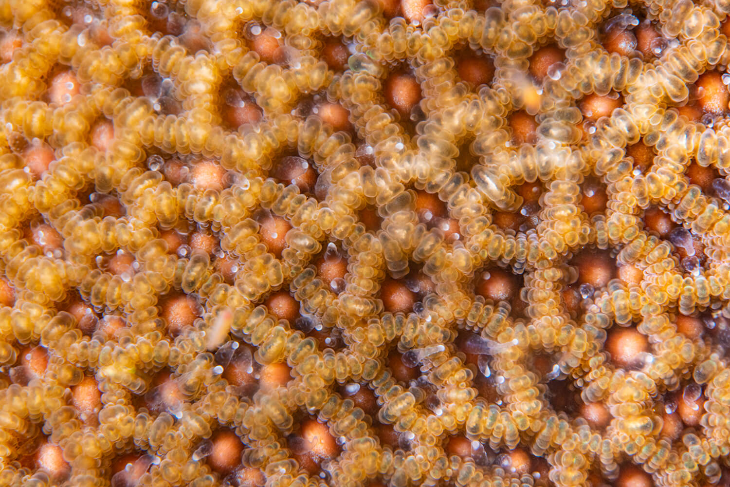 這共肉組織都跑出來嘍～看不出來，應該是Favites sp 角菊珊瑚