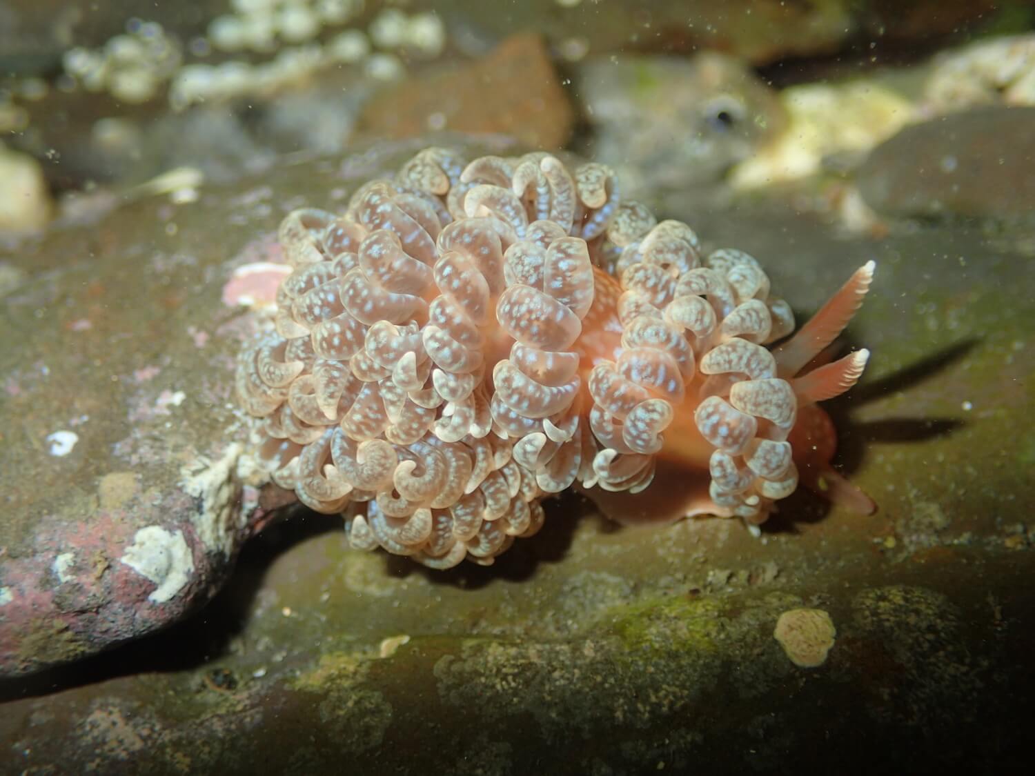 巴西旋蓑海蛞蝓｜Photo Credit Ｗox 海洋棲地與微觀教材