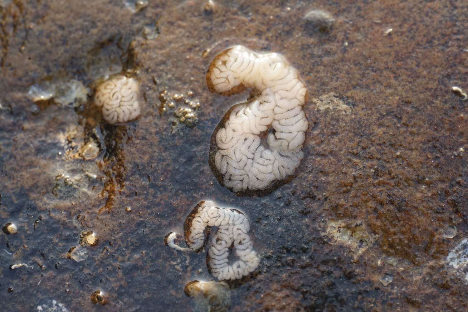巴西旋蓑海蛞蝓的卵團｜Photo Credit 李承運 海洋棲地與微觀教材