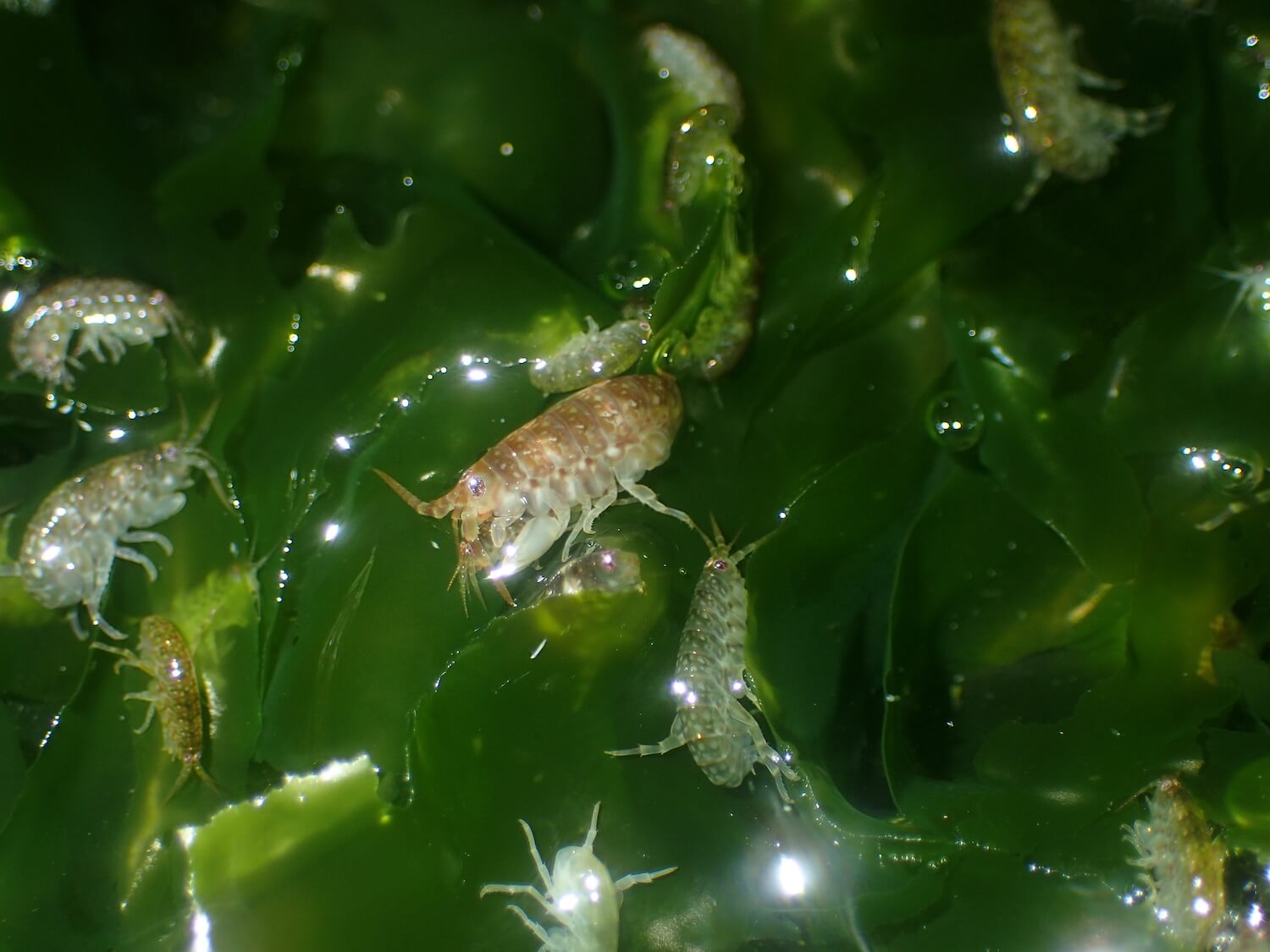 藻鉤蝦｜Photo Credit Ｗox 海洋棲地與生物微觀教材