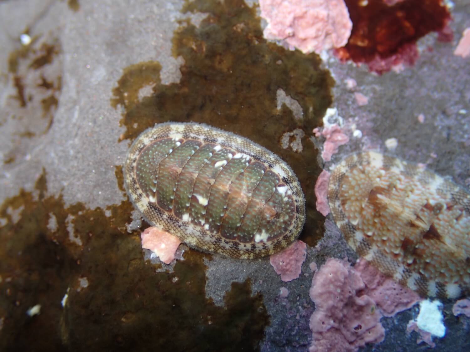 薄石鱉｜Photo Credit Ｗox 海洋棲地與生物微觀教材