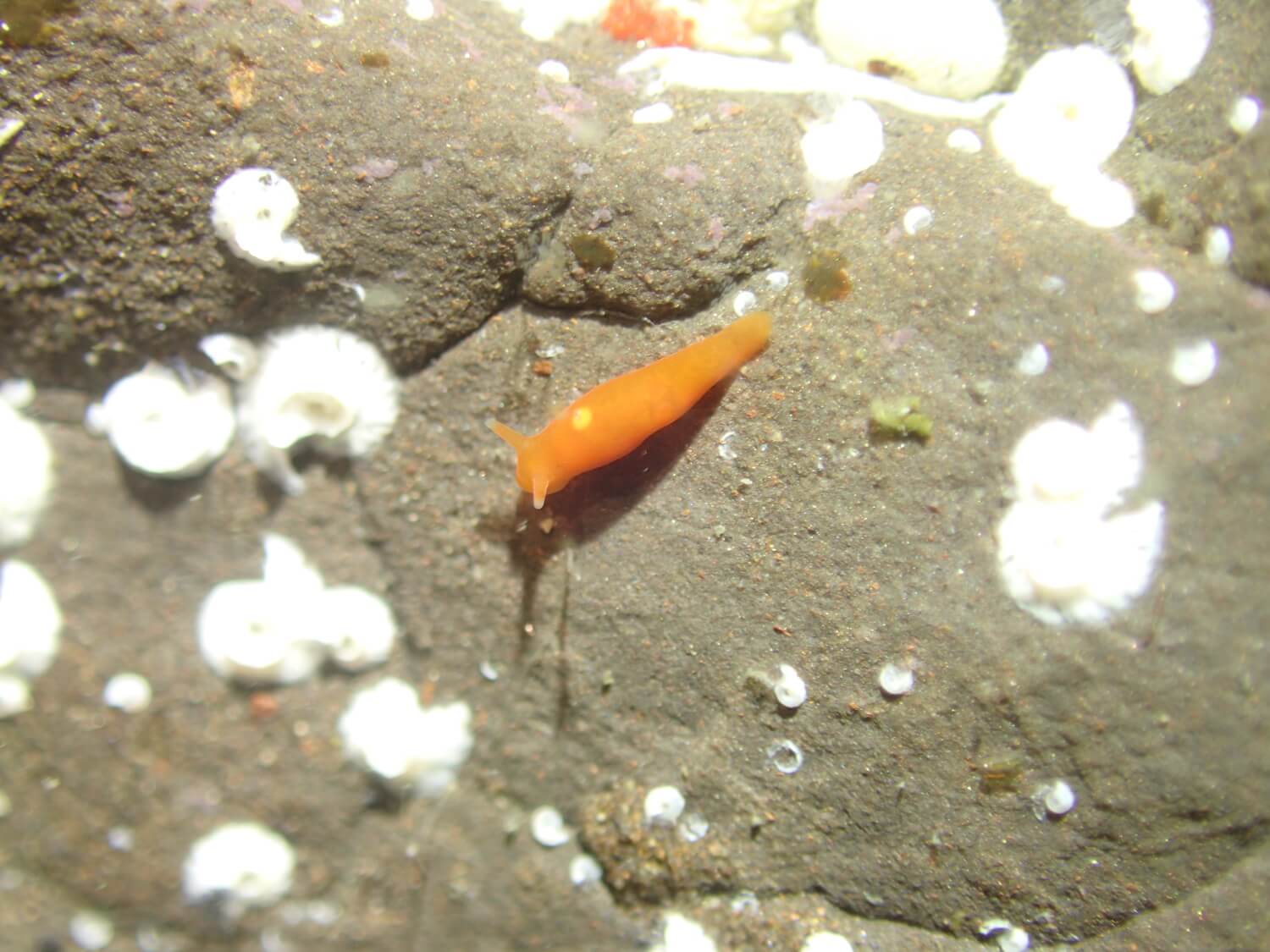 貓瓦西海蛞蝓｜Photo Credit Ｗox 海洋棲地與生物微觀教材