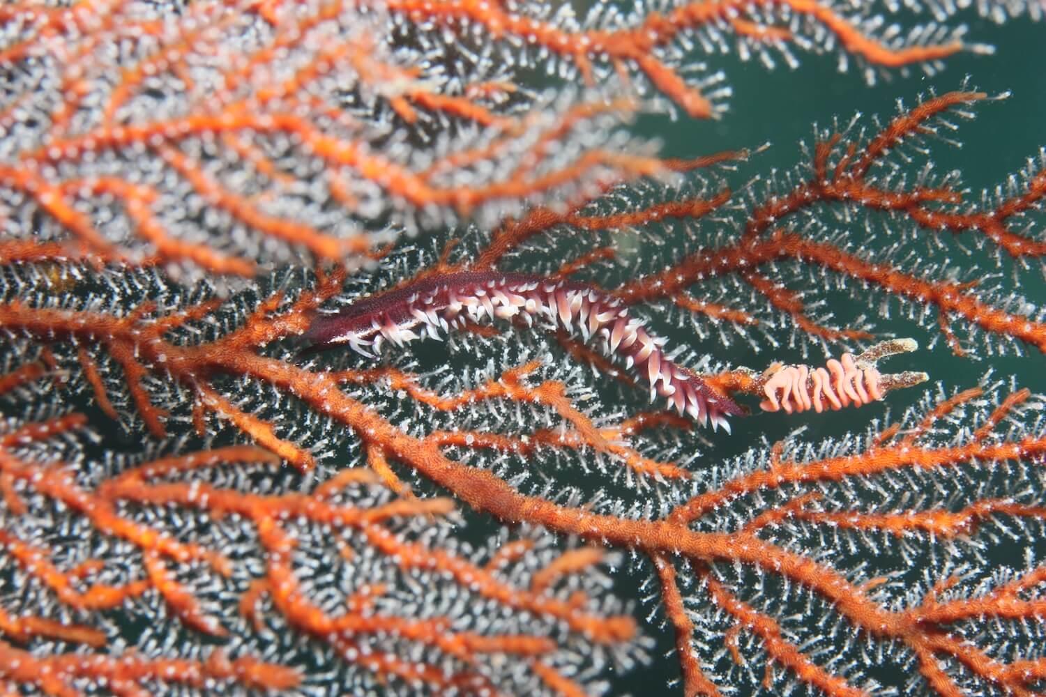 茱莉側角海蛞蝓-海洋棲地微觀教材