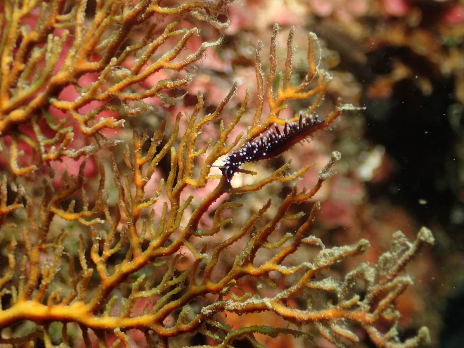 黑原簑海蛞蝓－海洋棲地微觀教材