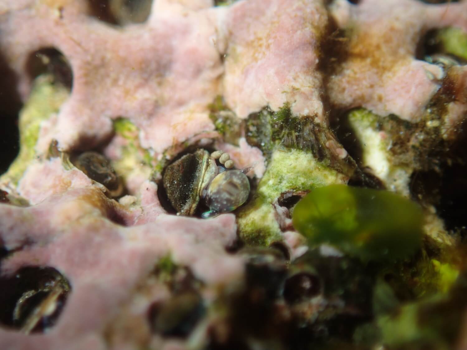 群體蛇螺｜Photo Credit Ｗox 海洋棲地與生物微觀教材