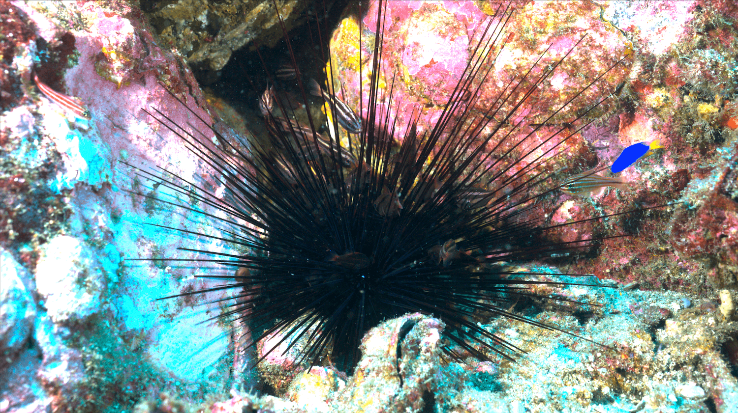馬島管天竺鯛 -海洋棲地與生物微觀教材