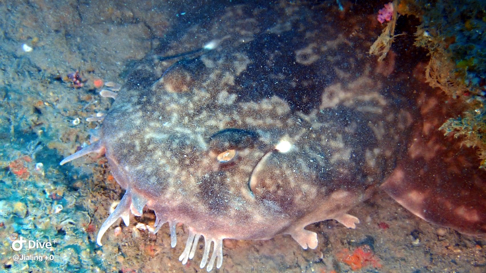 首次在潮境保育區出現的紀錄-細線鬚鮫Orectolobus leptolineatus。photo credit：Jialin