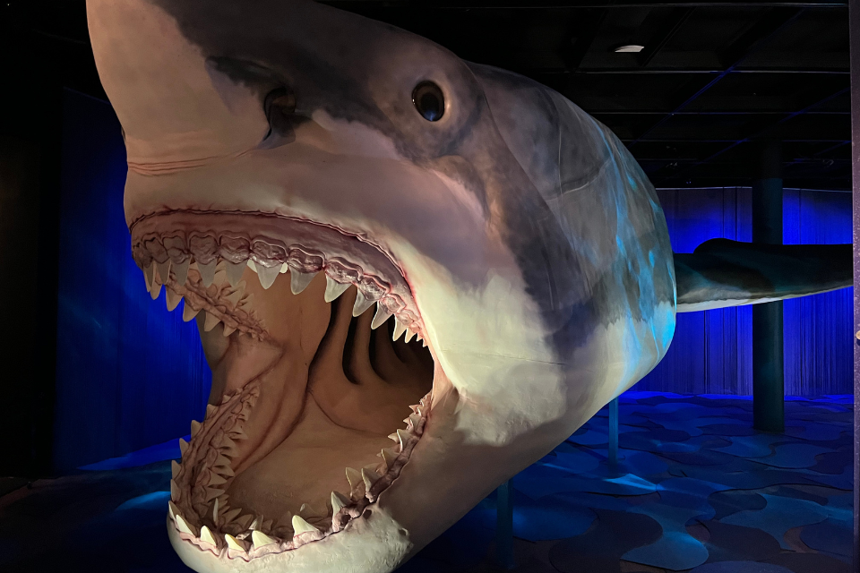 ny sharks exhibition 0 紐約鯊魚展5大亮點一次看！大白鯊對手？2.9億年旋齒鯊化石亮相