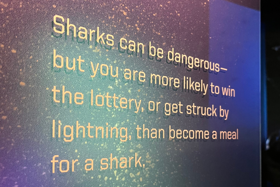 ny sharks exhibition 4 紐約鯊魚展5大亮點一次看！大白鯊對手？2.9億年旋齒鯊化石亮相