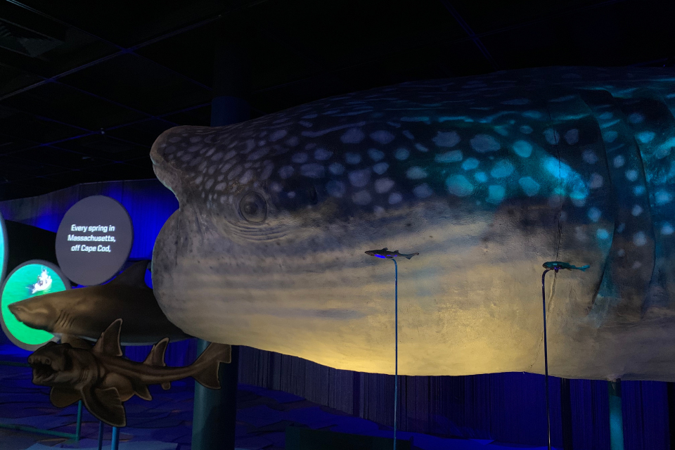 ny sharks exhibition 5 紐約鯊魚展5大亮點一次看！大白鯊對手？2.9億年旋齒鯊化石亮相