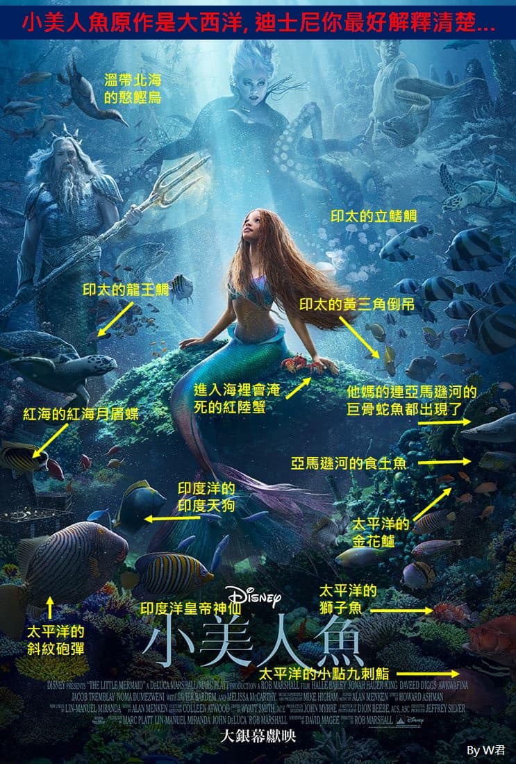 小美人魚真人版海報曝光「淡水魚也游進大西洋？！」那些電影海報教我的海洋教育